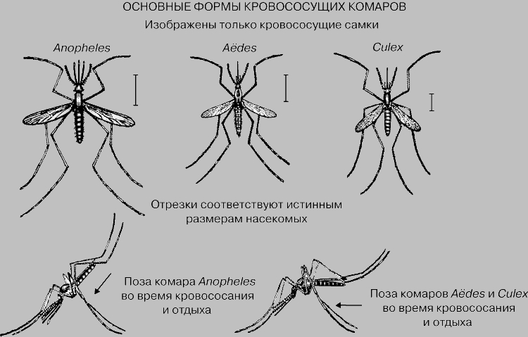 ГЛАВНЫМИ ПЕРЕНОСЧИКАМИ возбудителей инфекционных заболеваний являются 3 основных рода комаров - Anopheles, Aedes и Culex. Первые распространяют малярию (и называются малярийными комарами), вторые - желтую лихорадку, а также - наряду с некоторыми видами Culex - энцефаломиелиты и японский энцефалит. Представители всех трех родов служат переносчиками и ряда других болезней. Наконец, комары рода Culex, даже если они не распространяют болезни, чрезвычайно досаждают человеку своими укусами. Малярийных комаров легко отличить от других представителей семейства Culicidae по пятнистым крыльям, характерной позе кровососания и покоя, а также по длине нижнечелюстных щупиков: у Anopheles они примерно равны хоботку, а у Aedes и Culex в несколько раз его короче. Комаров рода Ades можно отличить от видов Culex по светлым точкам на брюшке, черно-белому рисунку на спинной стороне груди и по полосатым ногам.