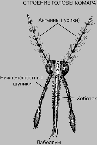 СТРОЕНИЕ ГОЛОВЫ КОМАРА. Голова самки малярийного комара (Anopheles). Бросается в глаза длинный хоботок, состоящий из 6 игловидных стилетов для прокалывания кожи, окруженных трубчатым футляром (нижней губой), который заканчивается лабеллумом, направляющим колющие части в тело жертвы. Слюна комара, впрыскиваемая в ранку, не дает свернуться крови, которая всасывается через проходящий внутри хоботка канал, образуемый верхней губой.