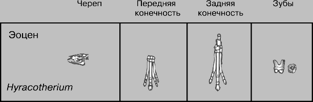 ЭВОЛЮЦИЯ ЛОШАДИ. Многочисленные ископаемые остатки, обнаруженные главным образом в Северной Америке и Европе, позволили ученым реконструировать эволюцию лошадиных значительно детальнее, чем в случае большинства других групп. Этот эволюционный ряд начинается мелким животным гиракотерием (Hyracotherium) и завершается современным родом Equus, к которому относится лошадь домашняя. (Всего палеонтологи различают ок. 200 видов лошадиных, объединяемых в 19 родов.) Гиракотерий, называемый также эогиппусом (Eohippus), что в переводе значит рассветная лошадь, жил в эоценовую эпоху, начавшуюся 53 млн. лет назад. По размерам он приближался к фокстерьеру. Все его пальцы (по четыре на передних конечностях и по три на задних) были функциональными. Зубы отличались сравнительно длинными корнями, низкими коронками и отсутствием цемента; их строение соответствует рациону, состоящему из листьев и молодых побегов кустарников.