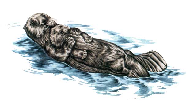 САМКА КАЛАНА, плавая на спине, кормит своего детеныша и чистит его шерсть, пока он лежит у нее на животе.