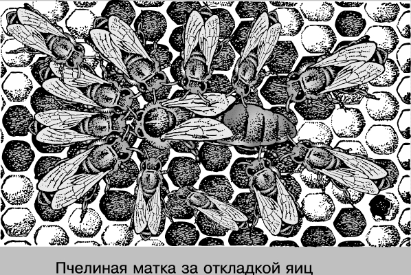 Крупная пчелиная матка всегда окружена группой рабочих особей. Ее единственная работа в улье - откладка яиц. Рабочие особи чистят матку, кормят ее особой пищей, называемой маточным молочком, и готовят ячейки, в которые она отложит яйца.