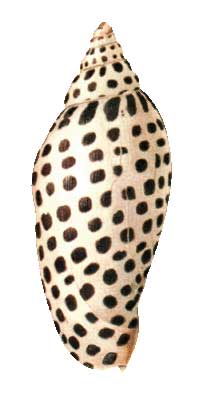 РАКОВИНА МОЛЛЮСКА Scaphella junonia