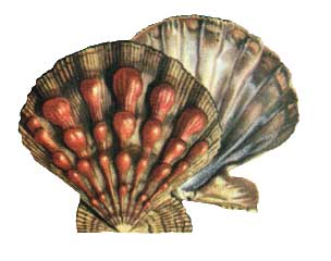 РАКОВИНА МОЛЛЮСКА Lyropecten nodosus