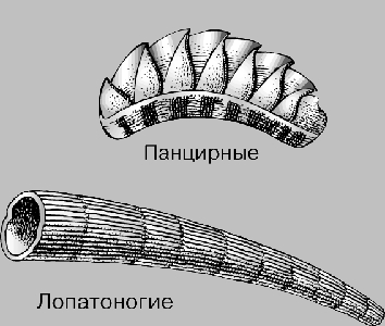 ТИПЫ РАКОВИН. ПАНЦИРНЫЕ, ЛОПАТОНОГИЕ