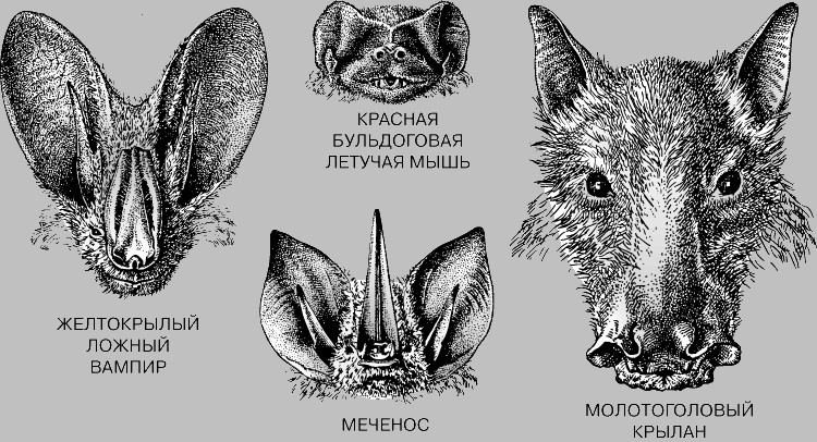 ЛЕТУЧИЕ МЫШИ - ГОЛОВЫ 4 ВИДА: Желтокрылый ложный вампир (Lavia frons); КРАСНАЯ Бульдоговая летучая мышь (Molossus rufus); Меченос (Lonchorhina aurita); Молотоголовый крылан (Hypsignathus monstrosus).