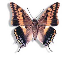 CHARAXES SATURNUS