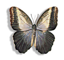 CALIGO TEUCER