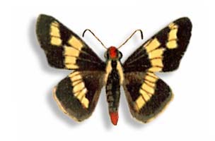 SARBIA DAMIPPE