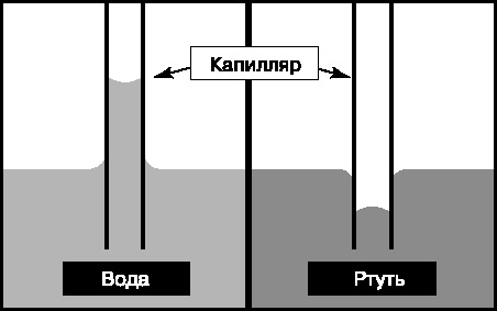 Рис. 5. СМАЧИВАНИЕ стенок стеклянного капилляра водой проявляется в подъеме жидкости и вогнутости мениска; ртуть не смачивает стенки капилляра и у нее мениск выпуклый и уровень жидкости в капилляре ниже, чем в сосуде.