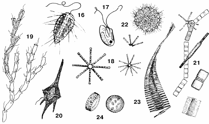 ОЗЕРНЫЙ ПЛАНКТОН. Диатомовые водоросли: 16 - Mallomonas, 17 - Cryptomonas, 18 - Asterionella, 19 - Dinobryon, 20 - Ceratium hirundinella, 21 - Melosira, 22 - Synura, 23 - Fragilaria, 24 - Cyclotella.