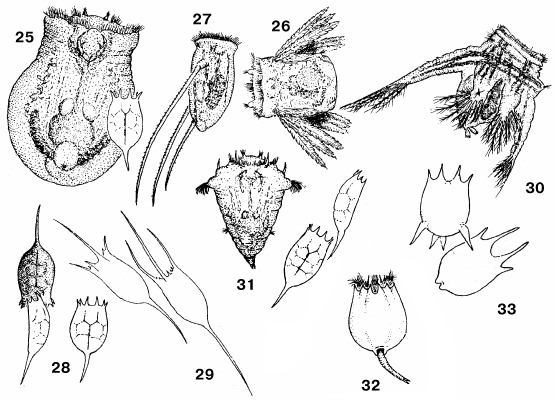 ОЗЕРНЫЙ ПЛАНКТОН. Коловратки: 25 - Asplanchna sieboldi, 26 - Polyarthra, 27 - Filinia, 28 - Keratella cochlearis, 29 - Kellicottia, 30 - Hexarthra, 31 - Synchaeta, 32 - Brachionus plicatilis, 33 - Brachionus calyciflorus.