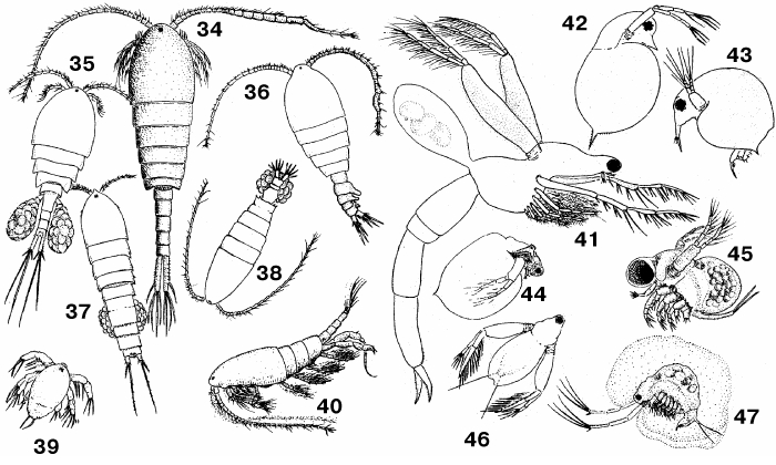 ОЗЕРНЫЙ ПЛАНКТОН. Веслоногие рачки: 34 - Limnocalanus macrurus, самец; 35 - Eucyclops serratulus, самка; 36 - Epischura lacustris, самец; 37 - Canthocamptus, самка; 38 - Diaptomus siciloides, самка; 39 - Diaptomus siciloides, личинка; 40 - Senecella calanoides, самец. Ветвистоусые рачки: 41 - Leptodora kindtii, 42 - Daphnia rosea, 43 - Bosmina longirostris, 44 - Ceriodaphnia lacustris, 45 - Polyphemus pediculus, 46 - Diaphanosoma, 47 - Holopedium gibberum.