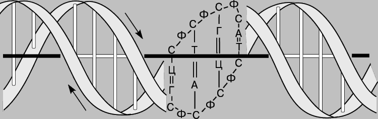 ДВОЙНАЯ СПИРАЛЬ ДНК. По своей структуре ДНК напоминает винтовую лестницу. Ее боковины составлены из чередующихся остатков сахара и фосфатных групп; каждый остаток сахара в одной боковине соединен со своим партнером в другой с помощью перекладины, состоящей из пурина (аденина или гуанина) и пиримидина (цитозина или тимина), при этом аденин соединяется только с тимином, а гуанин - с цитозином.