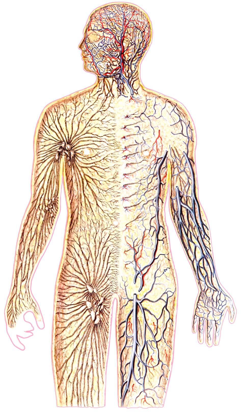 Нервы лимфатических сосудов