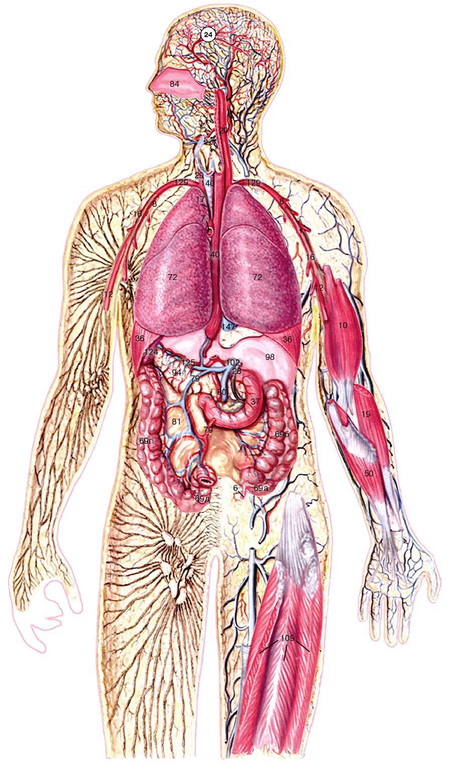 Внутреннее строение человеческого. Анатомия человека. Строение тела человека. Внутреннее строение человека. Анатомия тела.