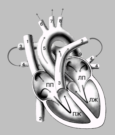 РАБОТА СЕРДЦА. Сердце представляет собой компактный четырехкамерный орган, который на протяжении всей жизни неутомимо прокачивает по всему телу кровь и тем самым обеспечивает жизнь организма. Кровь попадает в правое предсердие по двум крупным венам - верхней полой вене (1), приносящей кровь от верхней половины тела, и нижней полой вене (2), дренирующей нижнюю половину тела. Из правого предсердия кровь течет в правый желудочек и быстро нагнетается через легочные артерии (3) в легкие, где насыщается кислородом. Возвращаясь по легочным венам (4) в левое предсердие, насыщенная кислородом кровь попадает оттуда в мощный левый желудочек, сильные сокращения которого проталкивают ее через самый крупный сосуд, аорту (5), к тканям организма. Главными ветвями аорты, снабжающими кровью верхнюю половину тела, являются безымянная артерия (6), левая общая сонная артерия (7) и левая подключичная артерия (8). Кровь к нижней половине тела направляется по нисходящей аорте. ПП, ЛП - правое предсердие, левое предсердие; ПЖ, ЛЖ - правый желудочек, левый желудочек.