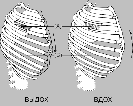 НАРУЖНЫЕ МЕЖРЕБЕРНЫЕ МЫШЦЫ (А) И ДИАФРАГМА (В)