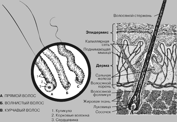 СТРУКТУРА И ТИПЫ ВОЛОС (сильно увеличено). (Слева) Прямой волос (А) специально показан с отогнутым концом, чтобы продемонстрировать его округлую форму на поперечном срезе. Наружный слой, или кутикула (1), представлен накладывающимися друг на друга чешуйками. В сердцевинном слое между клетками содержатся пузырьки воздуха. Между кутикулой и сердцевиной лежит слой корковых волокон (2). Волнистые волосы (Б) имеют овальную форму на срезе и трубчатую сердцевину. Для курчавых волос (В) характерны бобовидная форма на срезе и плохоразличимая сердцевина. (Справа) Срез кожи (сильно увеличено). Показан растущий из фолликула волос. Рост идет из сосочка, погруженного в жировую ткань под дермой. С волосом связаны также сальная железа и поднимающая мышца. Когда мышца сокращается в ответ на стимуляцию (например, холод), волос поднимается и возникает пупырышек гусиной кожи. Секрет сальной железы смазывает волосяной стержень, что снижает его ломкость.