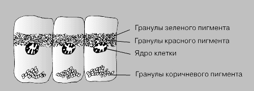 РОЛЬ ГОРМОНОВ В ИЗМЕНЕНИЯ ОКРАСКИ ТЕЛА НАСЕКОМОГО (световая фаза). Гормоны вызывают движение и перегруппировку пигментных гранул в эпидермальных (покровных) клетках насекомых, что приводит к изменению окраски тела насекомого. В эпидермальных клетках палочника содержатся гранулы трех пигментов: зеленого, красного и коричневого. Распределение зеленого пигмента не зависит от уровня освещенности, гранулы же красного и коричневого под действием вырабатываемого мозгом нейрогормона меняют свое расположение. В световой фазе они собраны в плотные группки, тогда как в темновой фазе гранулы красного пигмента распределяются непосредственно над ядром, а гранулы коричневого пигмента - у наружной поверхности клетки.