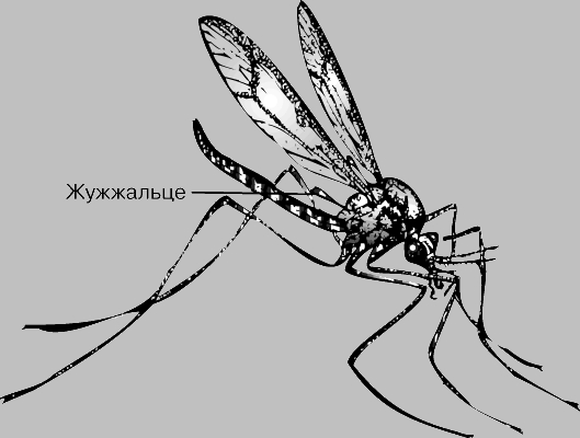 ЖУЖЖАЛЬЦА, несущие у своего основания механорецепторы, позволяют насекомому поддерживать равновесие в полете.