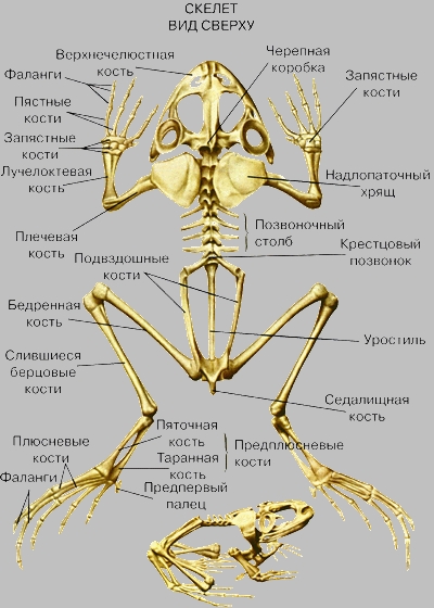 СКЕЛЕТ ЛЯГУШКИ