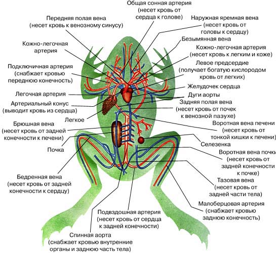 КРОВЕНОСНАЯ СИСТЕМА ЛЯГУШКИ