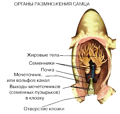 ОРГАНЫ РАЗМНОЖЕНИЯ САМЦА ЛЯГУШКИ