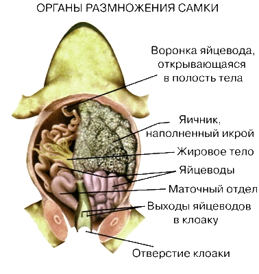 ОРГАНЫ РАЗМНОЖЕНИЯ САМКИ ЛЯГУШКИ