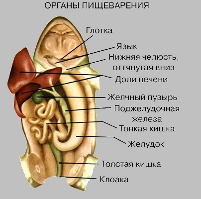 ОРГАНЫ ПИЩЕВАРЕНИЯ ЛЯГУШКИ