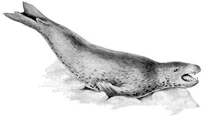 МОРСКОЙ ЛЕОПАРД Hydrurga leptonyx