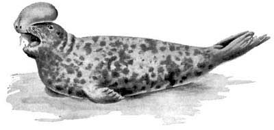 ХОХЛАЧ Cystophora cristata