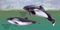 МОРСКИЕ СВИНЬИ - водные млекопитающие отряда китообразных, близкие к дельфинам и отличающиеся от них отсутствием выраженного клюва.