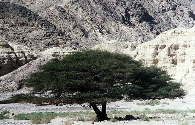 Акация - род, объединяющий около 450 видов деревьев и кустарников из теплых областей планеты.