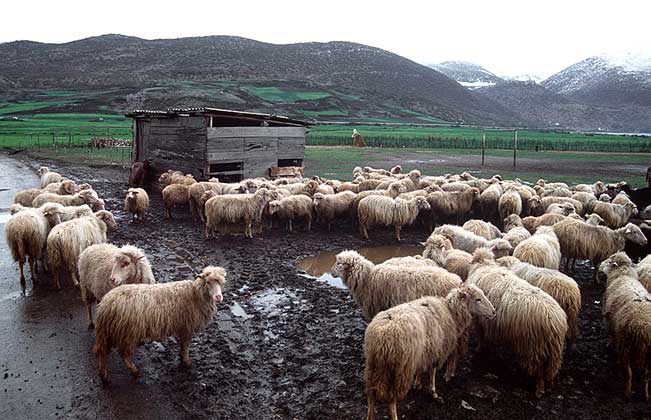 ОТАРА ОВЕЦ в восточной части Албании.