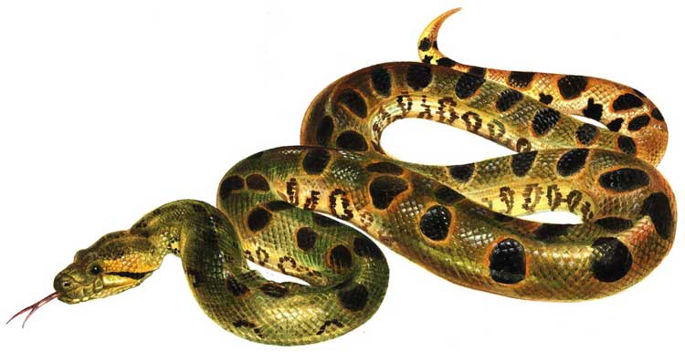 АНАКОНДА - самая крупная в мире змея, обитающая в Южной Америке, относится к группе удавов.
