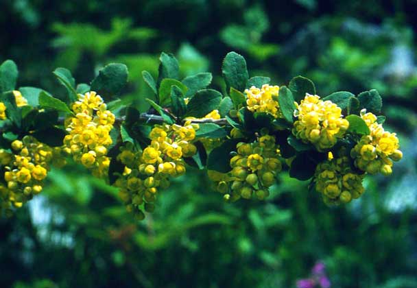 PH01845