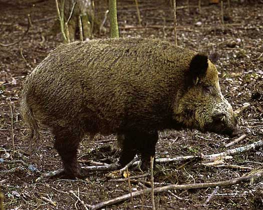 КАБАН, или дикая свинья, - свирепое и умное лесное животное. Основу его рациона составляют корни, клубни, земляные черви и живущие в почве личинки насекомых.