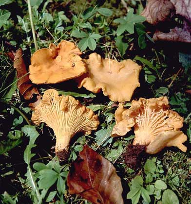 ЛИСИЧКА (Cantharellus cibarius) - вкусный гриб, распространенный в Европе и Северной Америке.