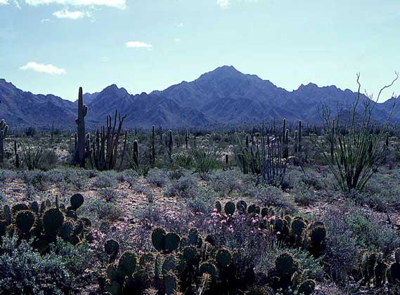 КАКТУСЫ, ЗАСУХОУСТОЙЧИВЫЕ ЗЛАКИ И НИЗКОРОСЛЫЕ КУСТАРНИКИ типичны для пустыни Сонора на юго-западе США и севере Мексики.