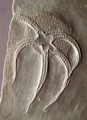 ИСКОПАЕМЫЙ ОСТАТОК ЗМЕЕХВОСТКИ, или офиуры (тип иглокожие), девонского возраста (408-360 млн. лет назад).