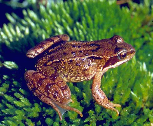 ТРАВЯНАЯ ЛЯГУШКА. Обычная в Европе травяная лягушка способна выживать в очень холодном климате.