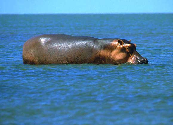 Free Images : wildlife, fauna, seals, vertebrate, hippopotamus, marine mammal 28
