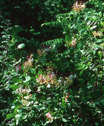 PH04870
