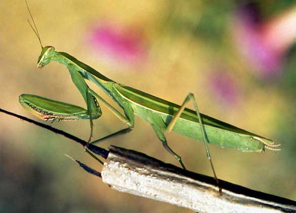 БОГОМОЛ - необычный с виду представитель насекомых. Подкарауливая жертву, он поднимает первую пару ног (она у него ловчая), как бы в молитве.