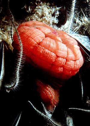 КОНСКАЯ АКТИНИЯ (Actinia equina).