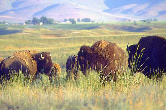 БИЗОНЫ, пасущиеся в заповеднике на территории Монтаны (США).