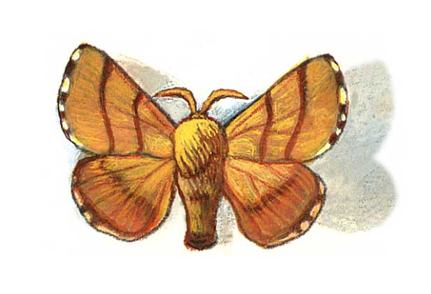 MALACOSOMA DISSTRIA (коконопряд лесной кольчатый, самец)