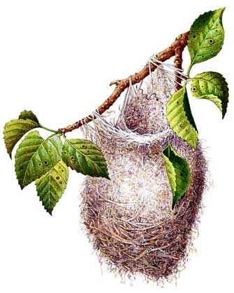 БАЛТИМОРСКИЙ ТРУПИАЛ (Icterus galbula) из Северной Америки сплетает висячее гнездо из травинок.