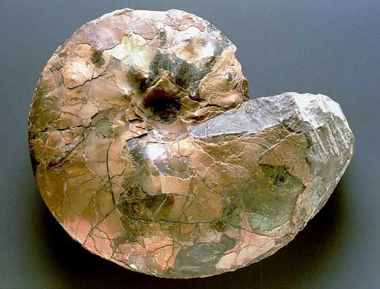 Рис. 14. АММОНИТ - вымерший мезозойский головоногий моллюск.