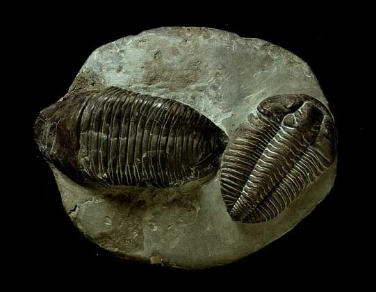 ИСКОПАЕМЫЕ ОСТАТКИ ТРИЛОБИТОВ - примитивных членистоногих с трехраздельным телом. Эти животные населяли моря в кембрийское и ордовикское время (570-430 млн. лет назад), а затем вымерли.